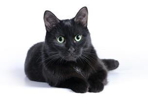 機動戦隊アイアンサーガ 酒場で特定のキャラが出やすくなる方法 黒猫の使い方間違ってない 機動戦隊アイアンサーガまとめ速報